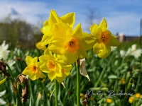 Narcis [Narcissus var. Cornish Dawn]